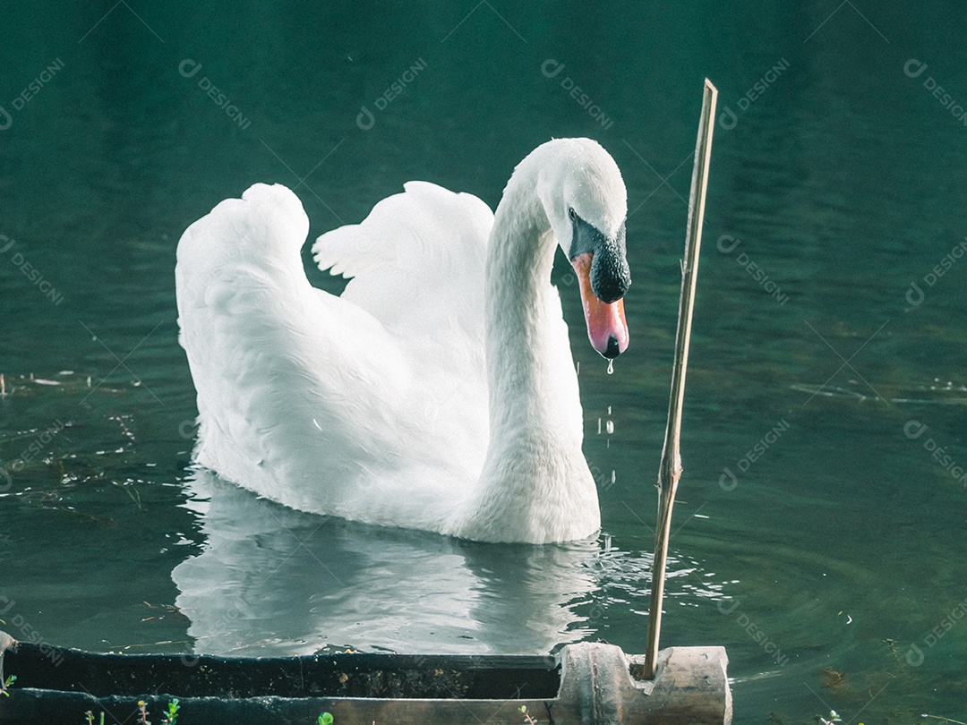 Cisne branco nadando na água.