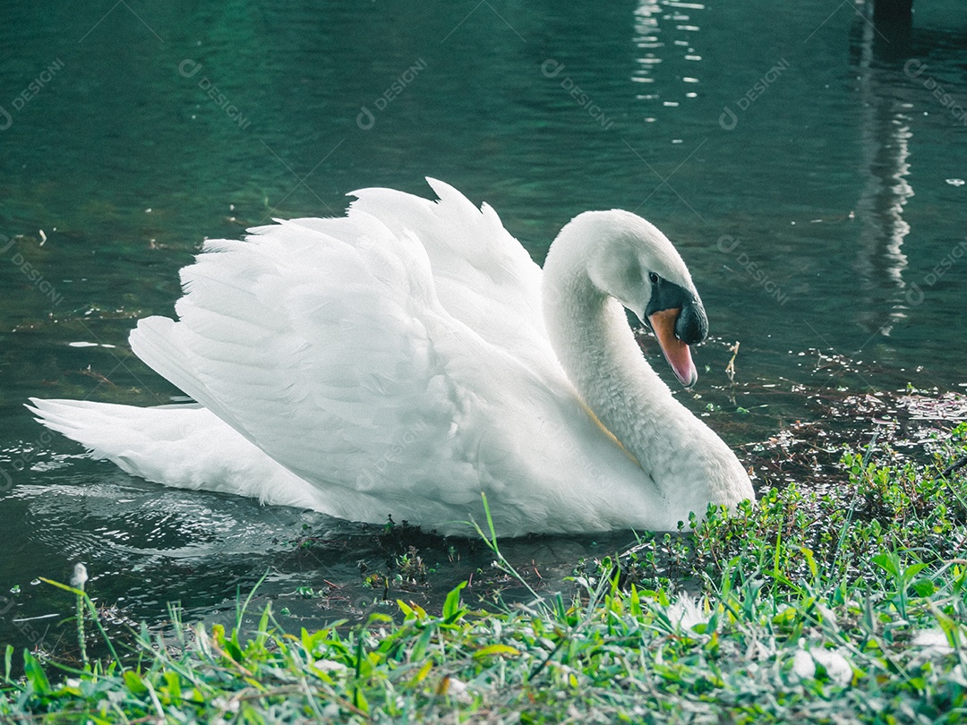 Cisne branco nadando na água.