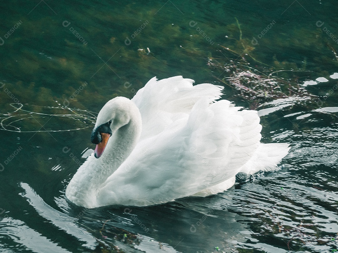 Cisne branco nadando na água.