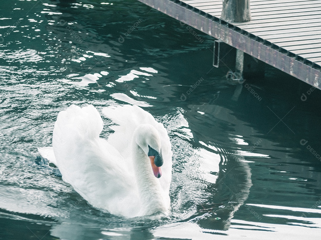 Cisne branco nadando na água.