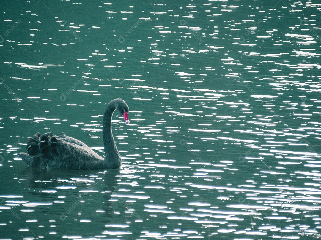 Um cisne negro está nadando na água.