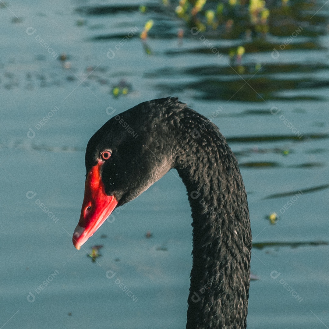 Um cisne negro está nadando na água.