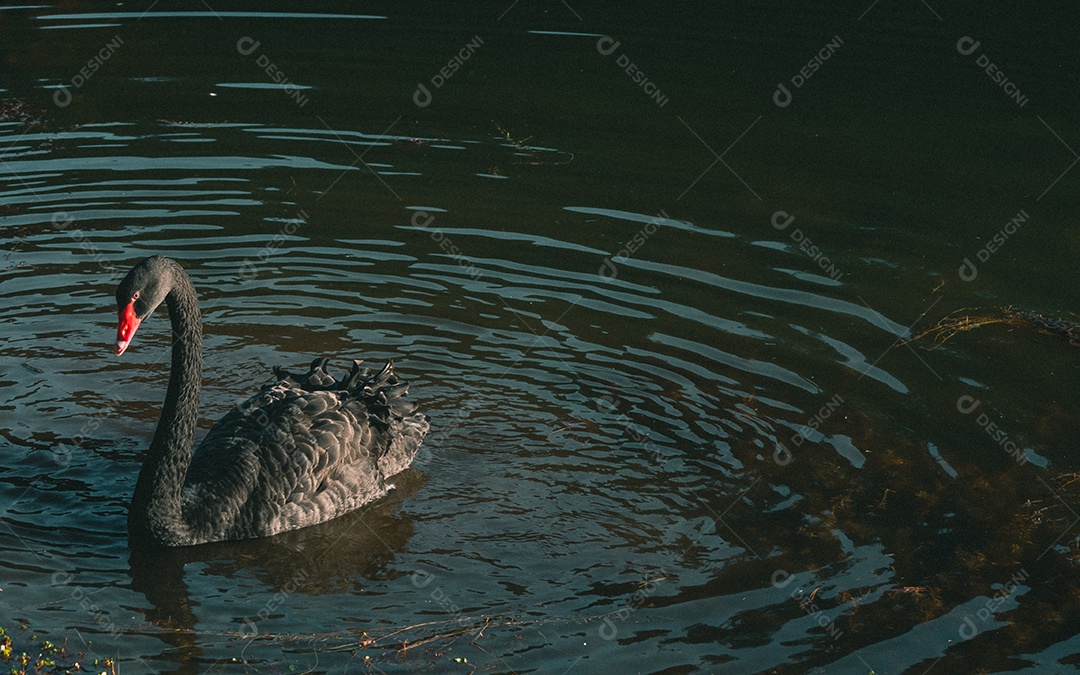 Um cisne negro está nadando na água.