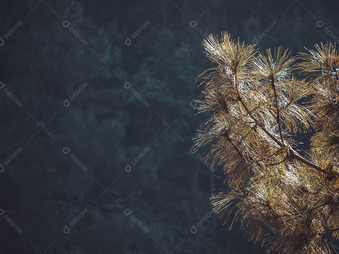 Folhas de pinheiro sendo iluminadas pela manhã.