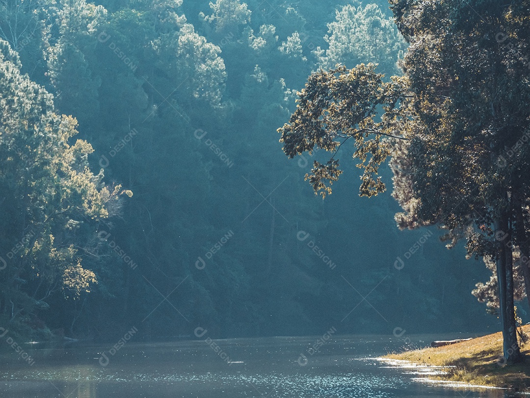 Paisagem de pinheiros perto do reservatório.