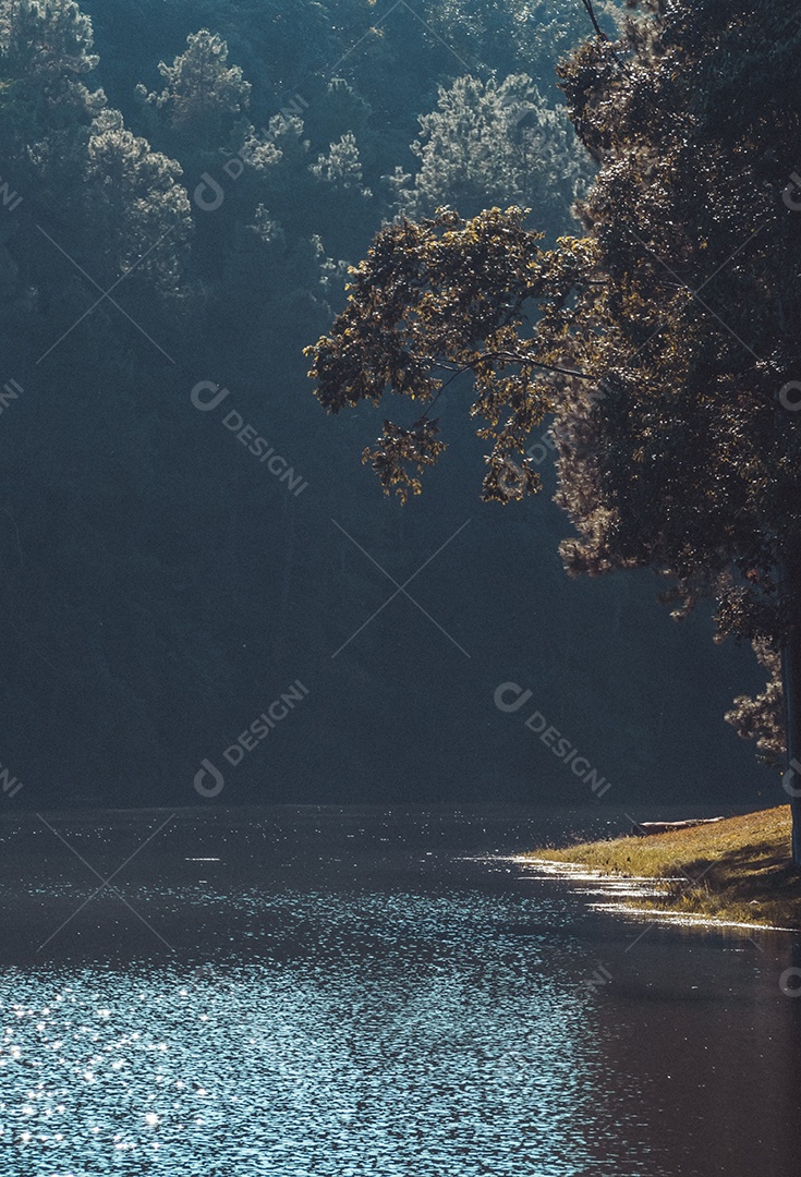 Paisagem de pinheiros perto do reservatório.