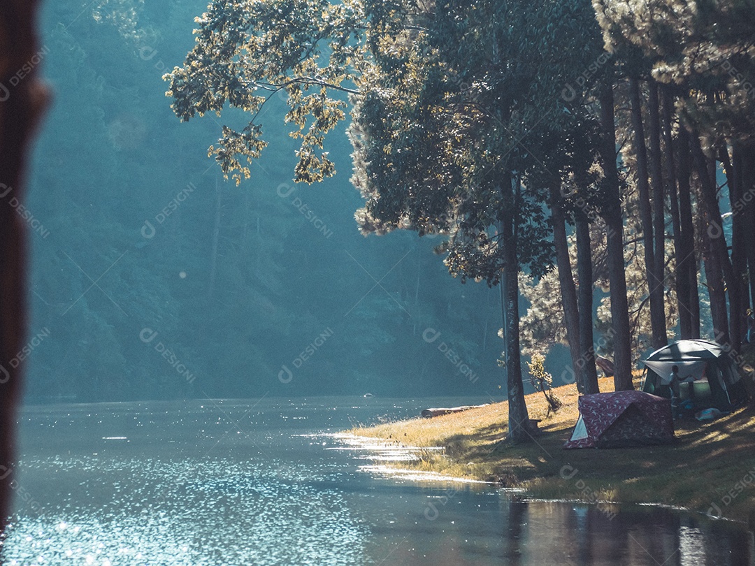 Paisagem de pinheiros perto do reservatório.