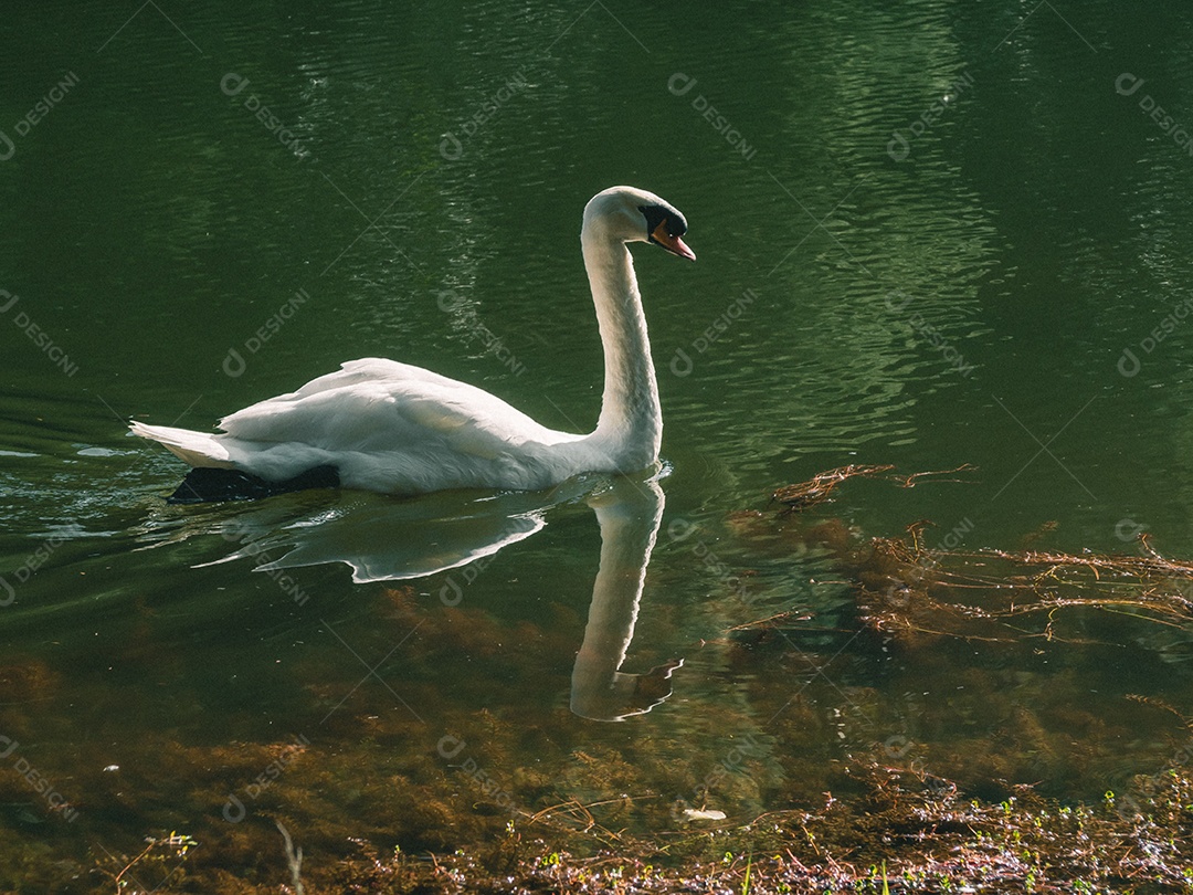 Cisne branco nadando na água.