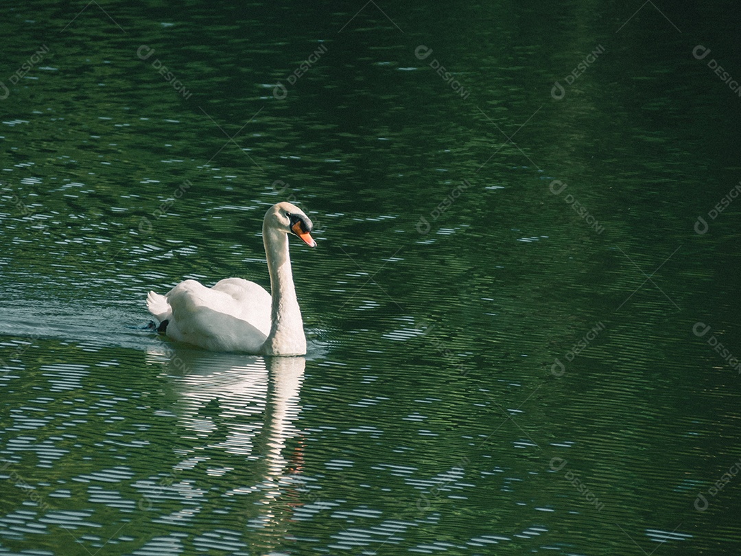 Cisne branco nadando na água.