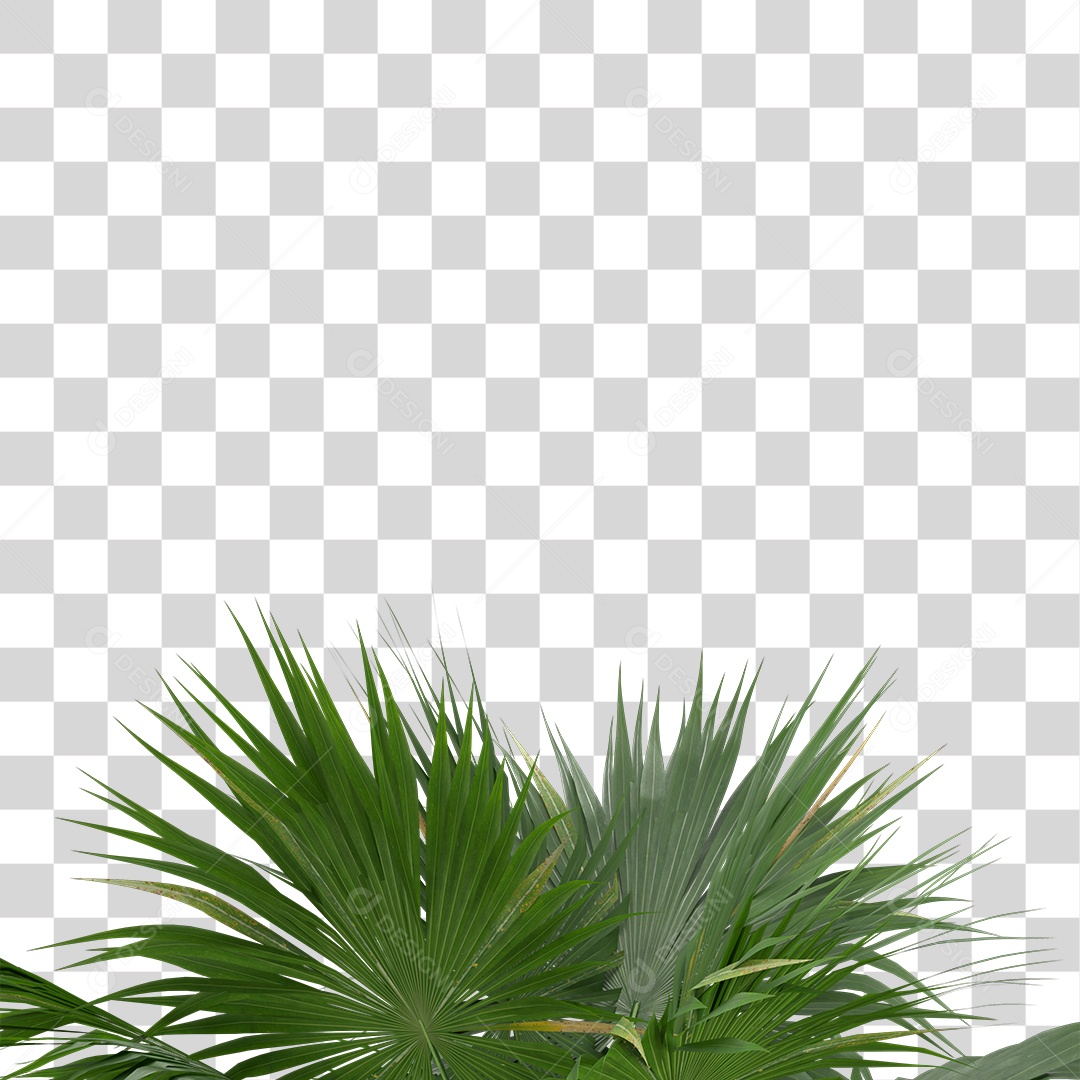 Planta Com Folhas Verde PNG Transparente