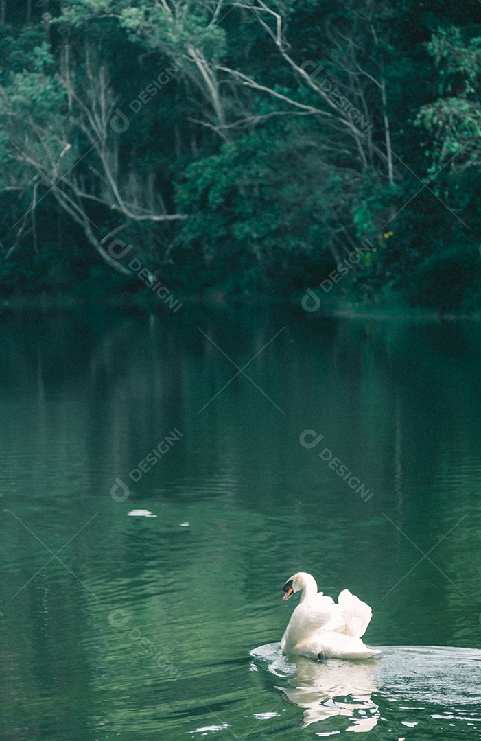 Cisne branco nadando na água.