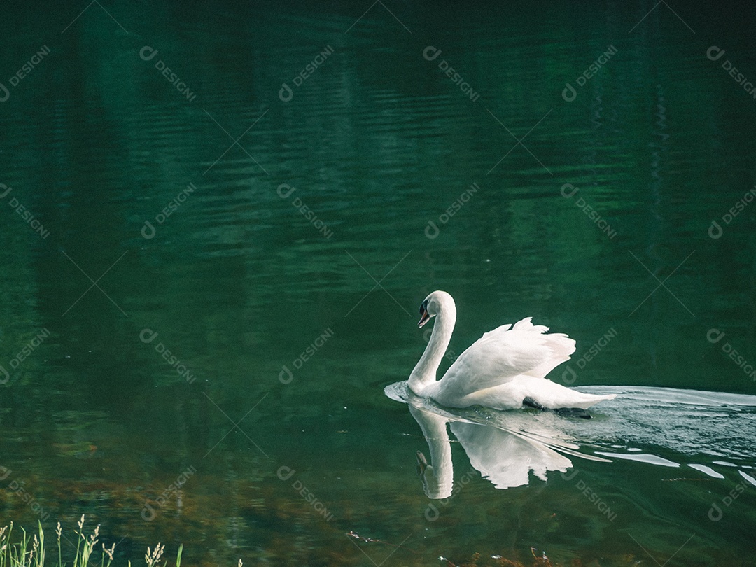Cisne branco nadando na água.
