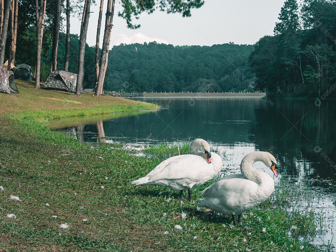 cisne branco com fundo de floresta.