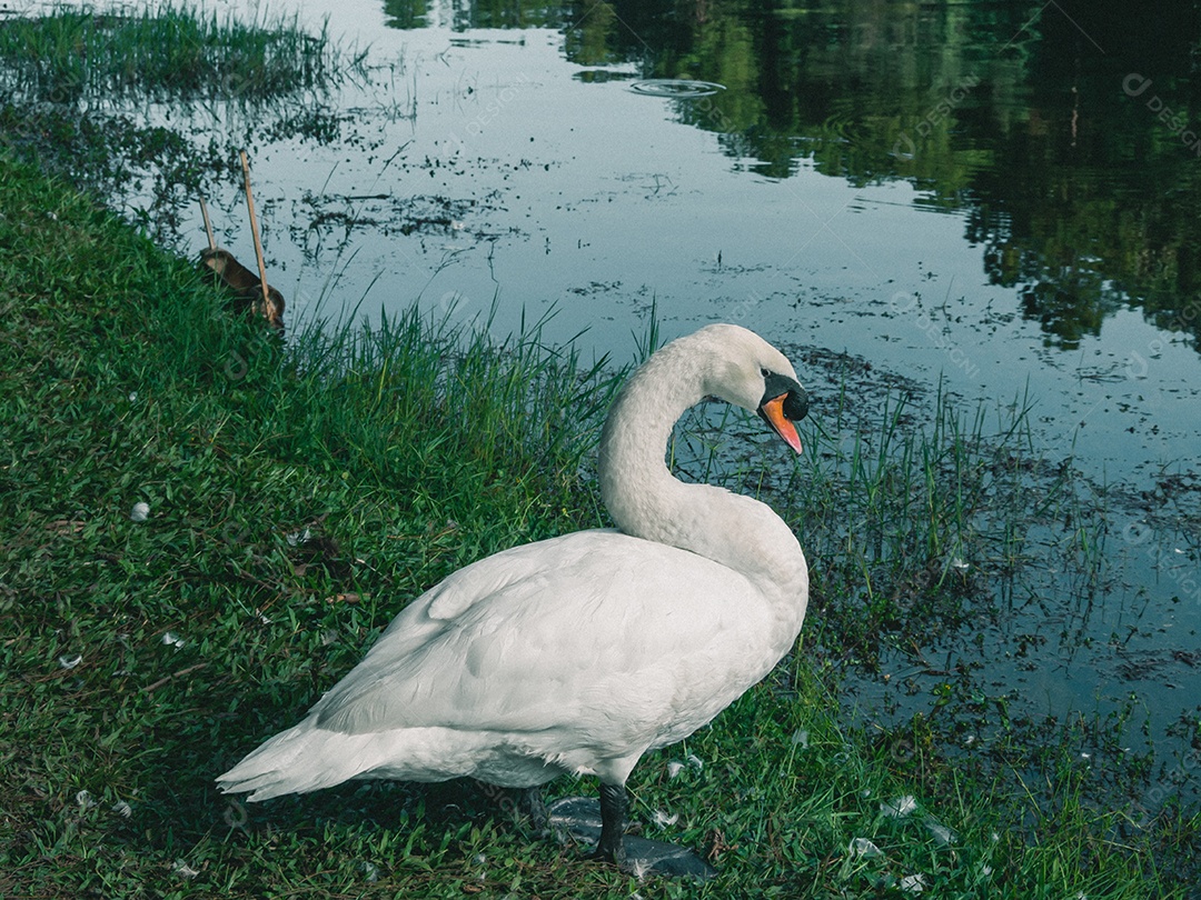 cisne branco com fundo de floresta.