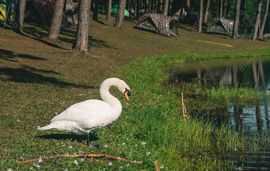 cisne branco com fundo de floresta.