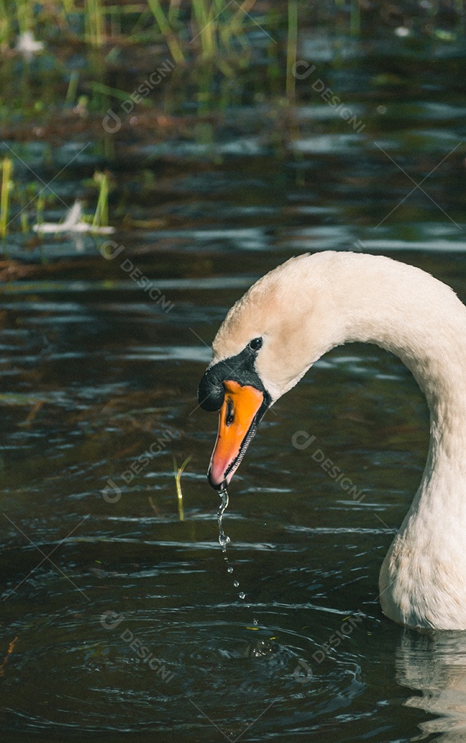 Cisne branco nadando na água.