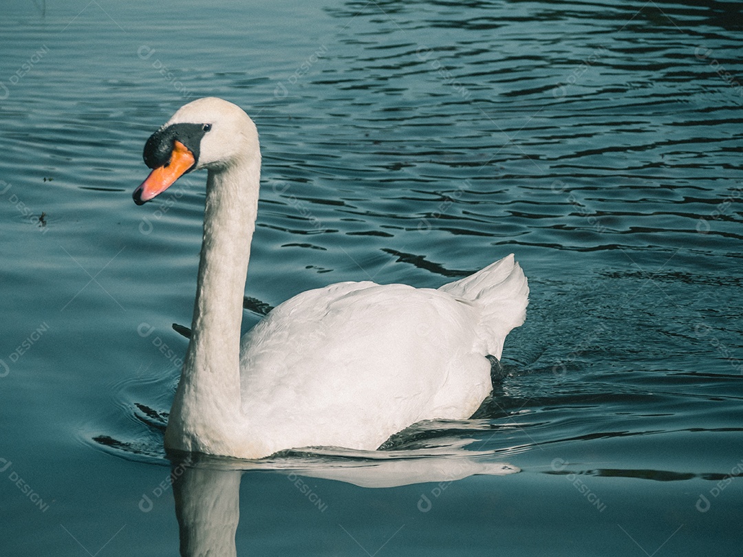 Cisne branco nadando na água.