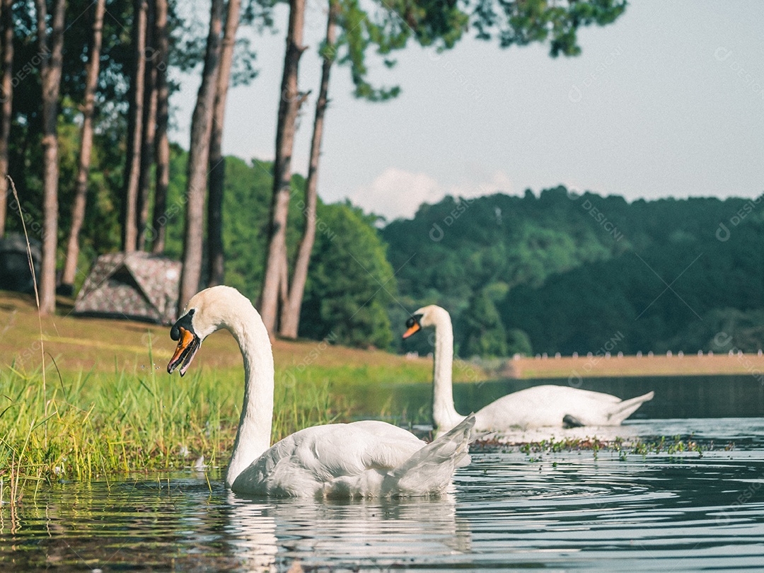 Cisne branco nadando na água.