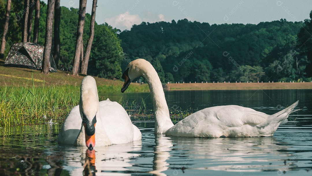 Cisne branco nadando na água.