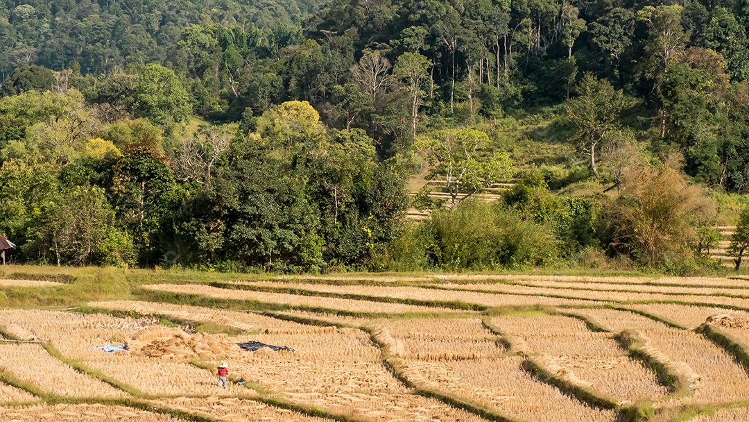 Paisagem de arroz de campo, Mae Hong Son, norte da Tailândia.