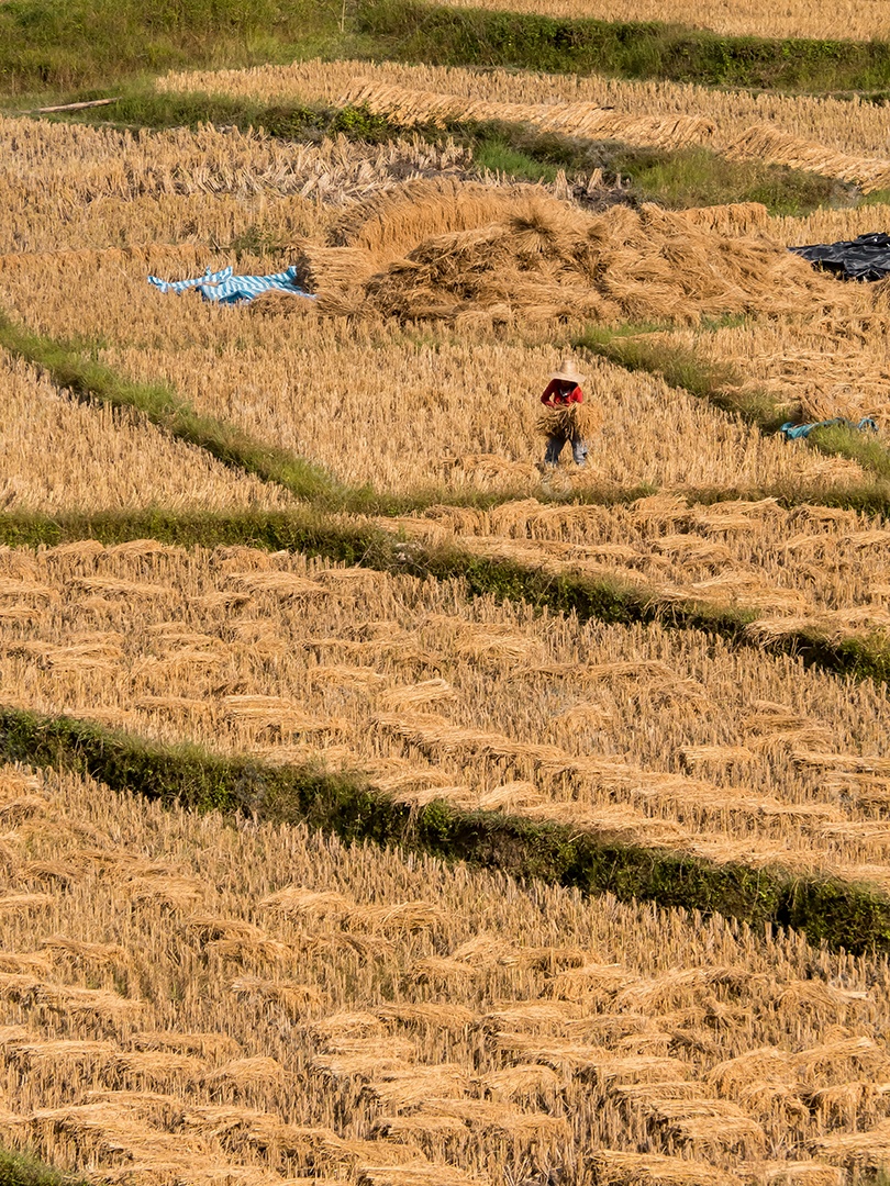 Arroz de campo e agricultor estão colhendo arroz, Mae Hong Son, norte da Tailândia.