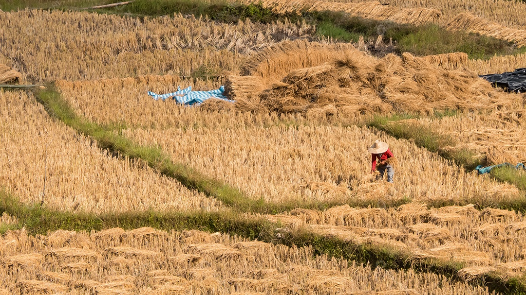 Arroz de campo e agricultor estão colhendo arroz, Mae Hong Son, norte da Tailândia.