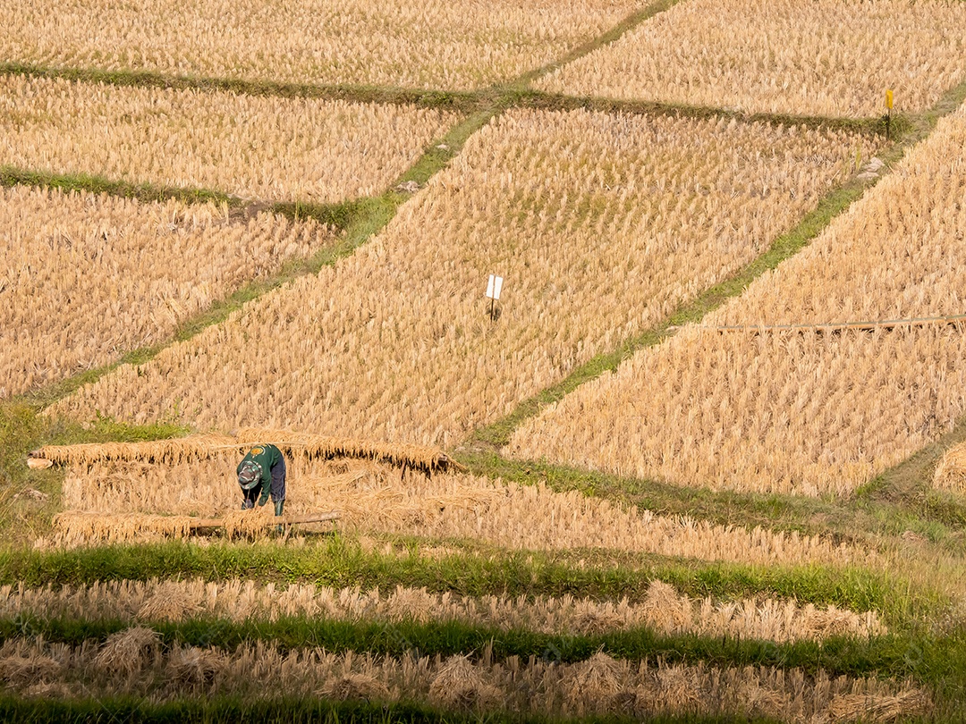 Arroz de campo e agricultor estão colhendo arroz, Mae Hong Son, norte da Tailândia.