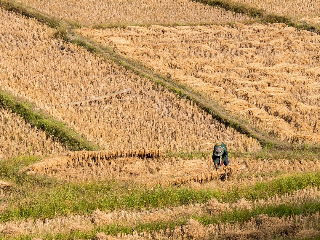 Arroz de campo e agricultor estão colhendo arroz, Mae Hong Son, norte da Tailândia.