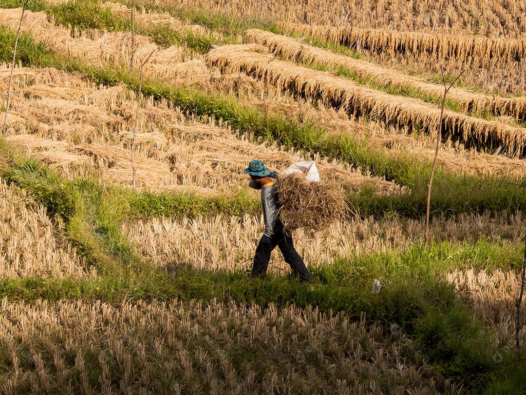 Arroz de campo e agricultor estão colhendo arroz, Mae Hong Son, norte da Tailândia.