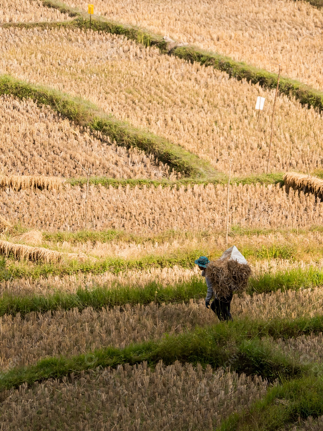 Field rice and farmer are harvesting rice, Mae Hong Son, Northern Thailand.