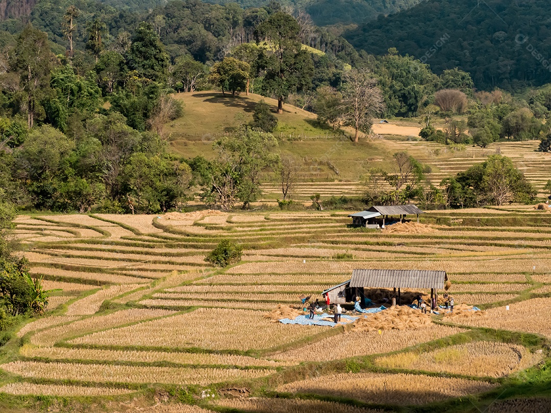 Paisagem de arroz de campo, Mae Hong Son, norte da Tailândia.