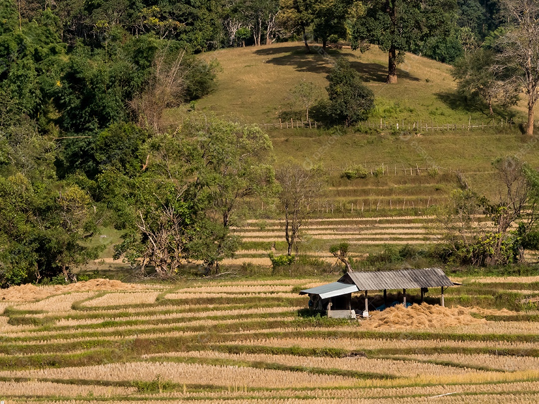 Paisagem de arroz de campo, Mae Hong Son, norte da Tailândia.