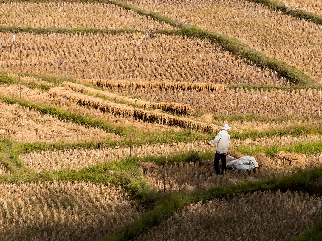 Paisagem de arroz de campo, Mae Hong Son, norte da Tailândia.