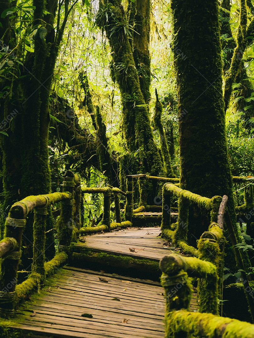 Floresta tropical no Parque Nacional Doi Inthanon, Tailândia.