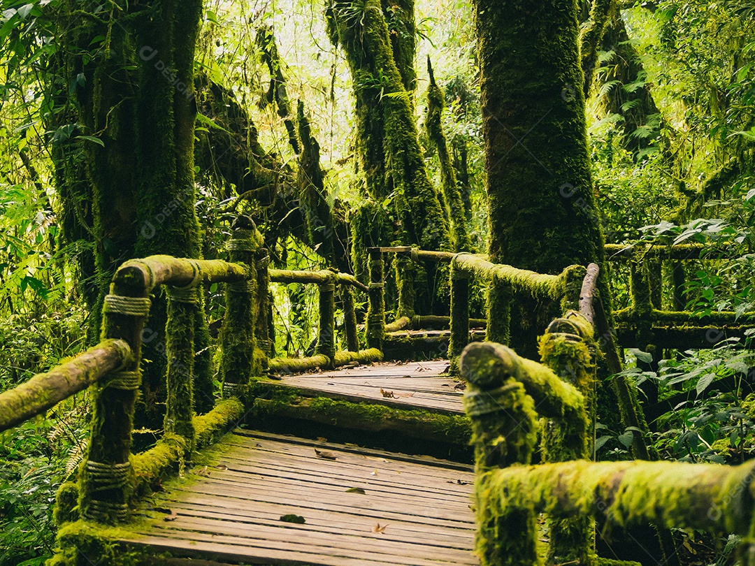 Floresta tropical no Parque Nacional Doi Inthanon, Tailândia.