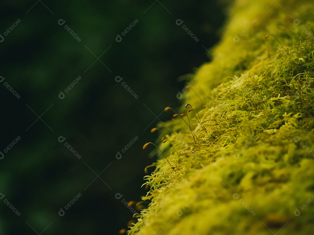Várias plantas na floresta tropical.
