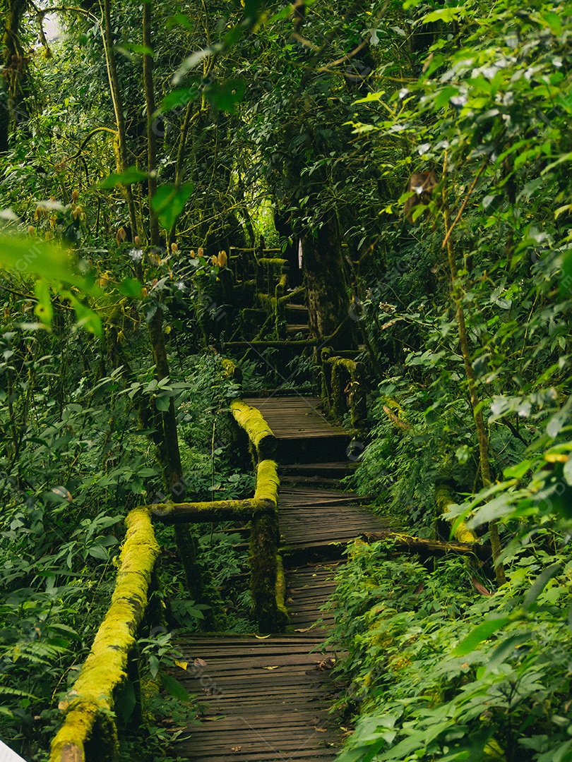 Floresta tropical no Parque Nacional Doi Inthanon, Tailândia.