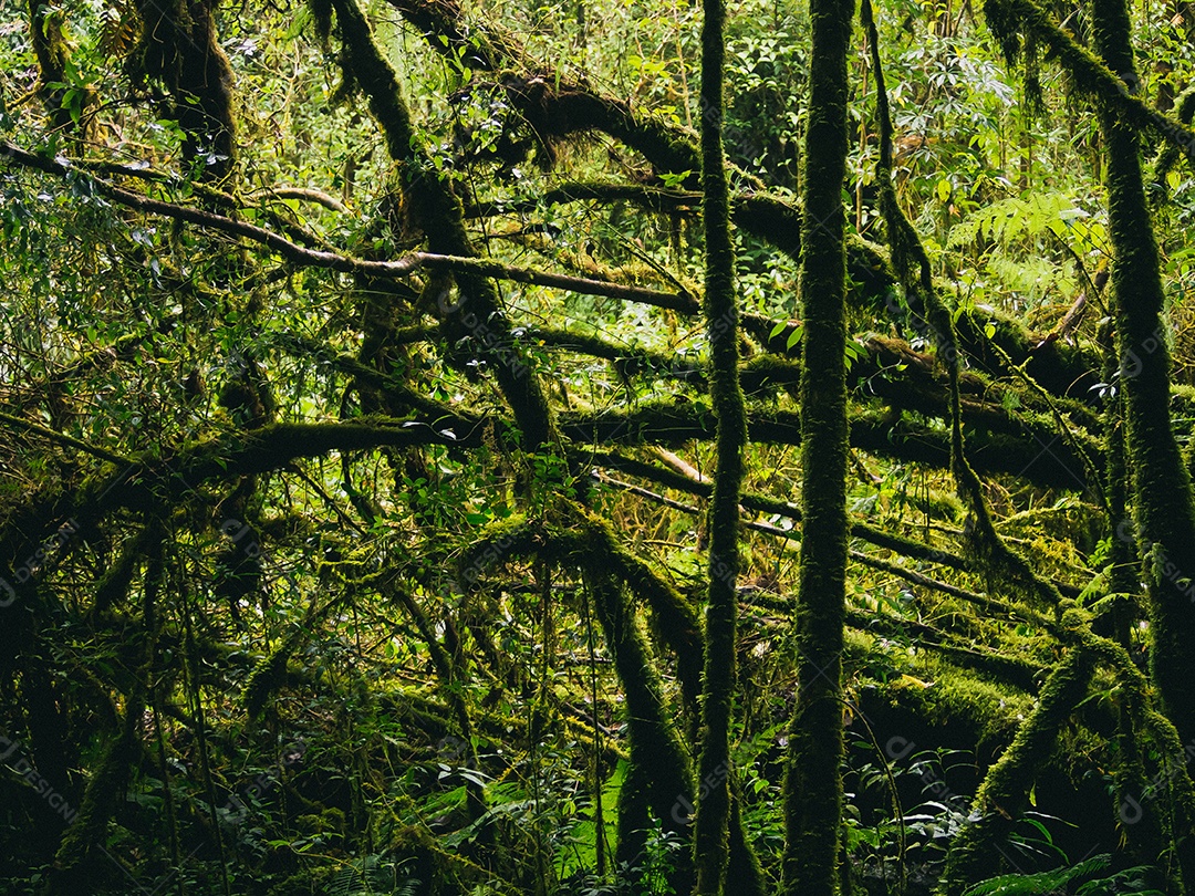 Floresta tropical no Parque Nacional Doi Inthanon, Tailândia.