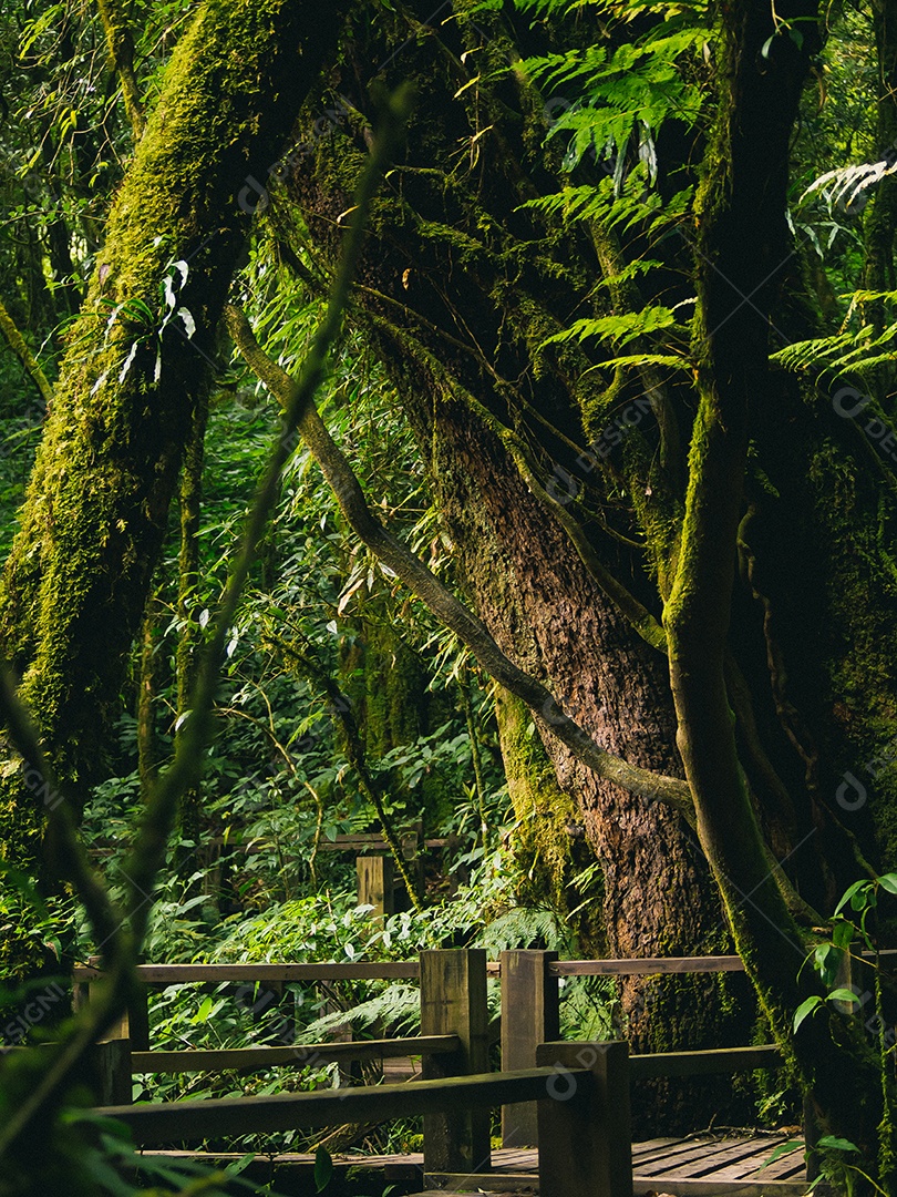 Floresta tropical no Parque Nacional Doi Inthanon, Tailândia.