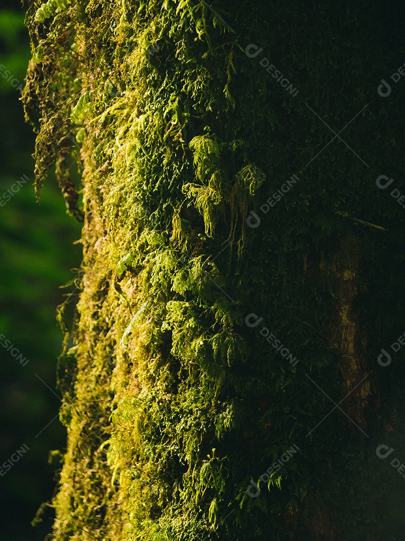 Várias plantas na floresta tropical.