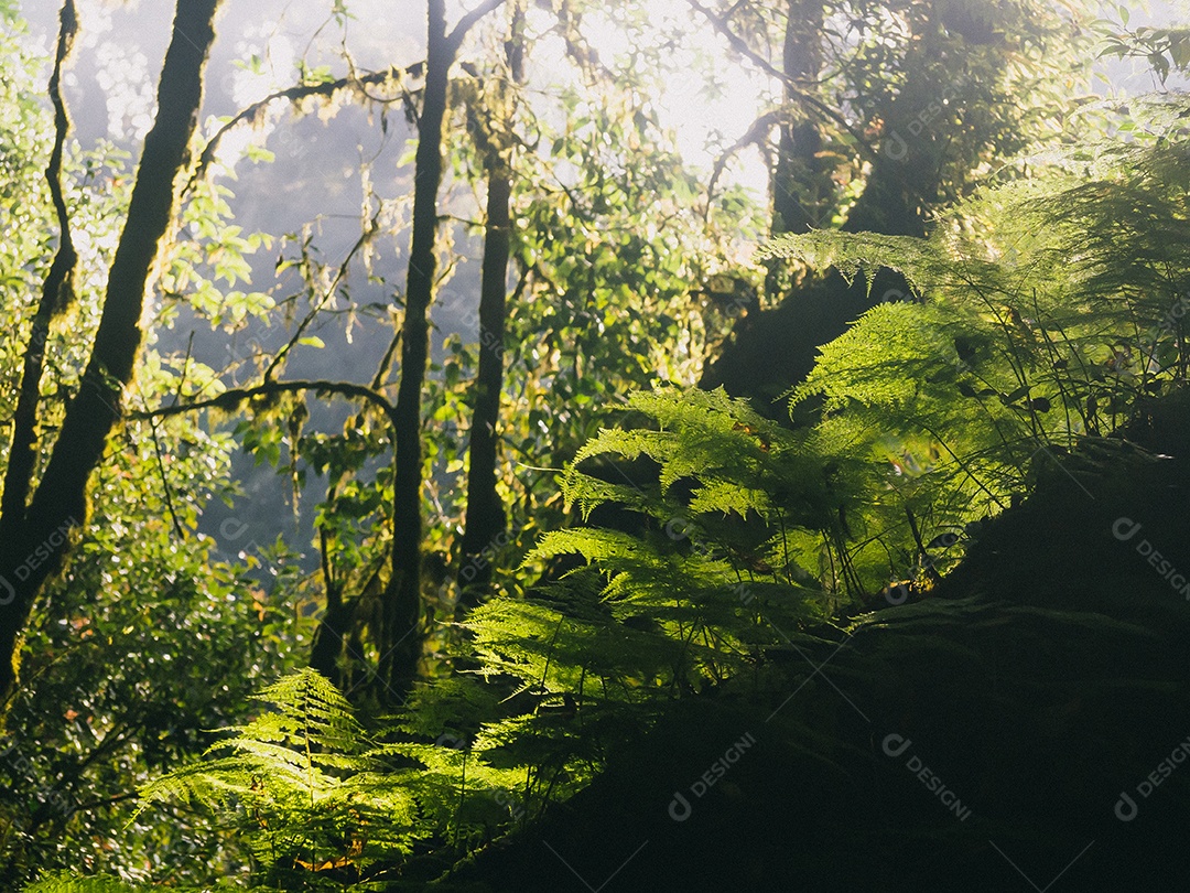 Várias plantas na floresta tropical.