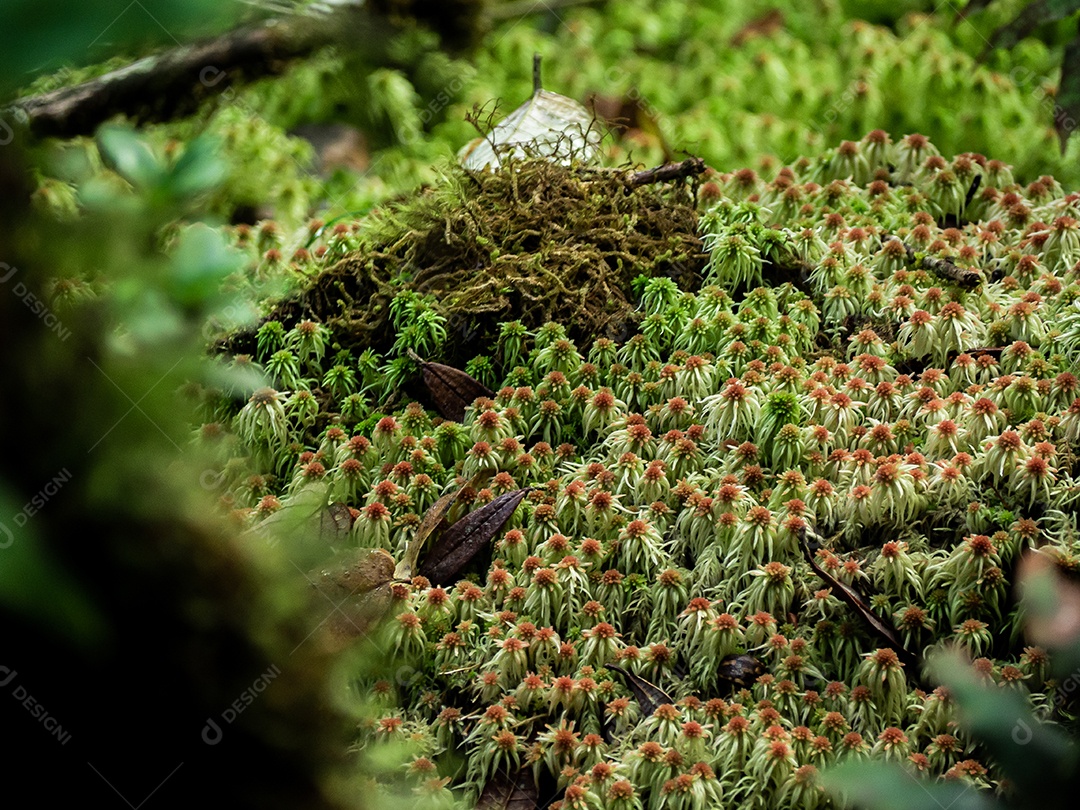 Várias plantas na floresta tropical.