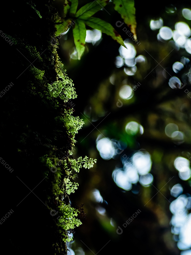 Várias plantas na floresta tropical.