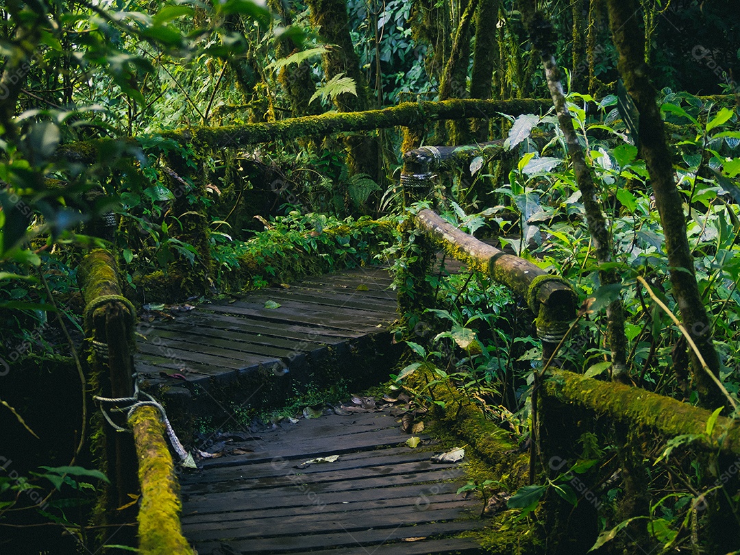 Floresta tropical no Parque Nacional Doi Inthanon, Tailândia.