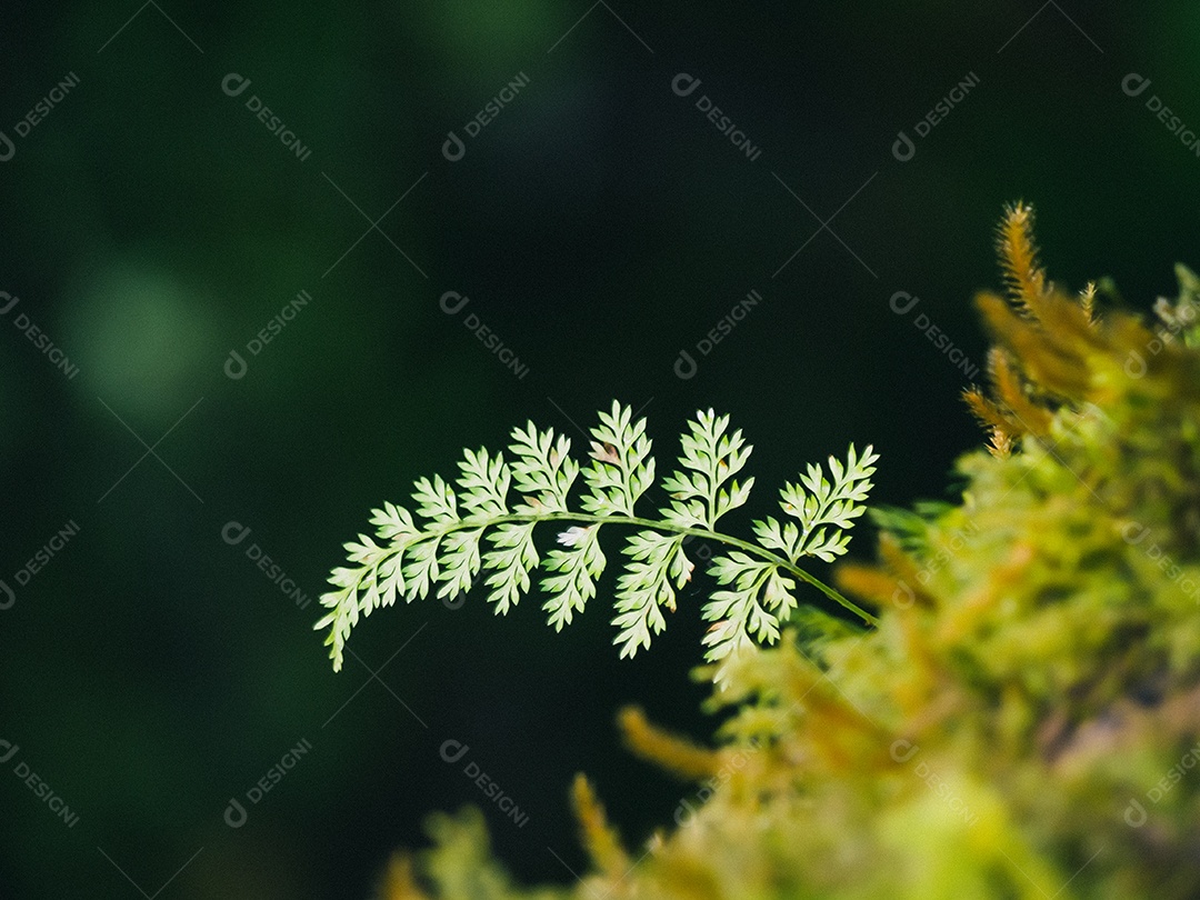 Várias plantas na floresta tropical.