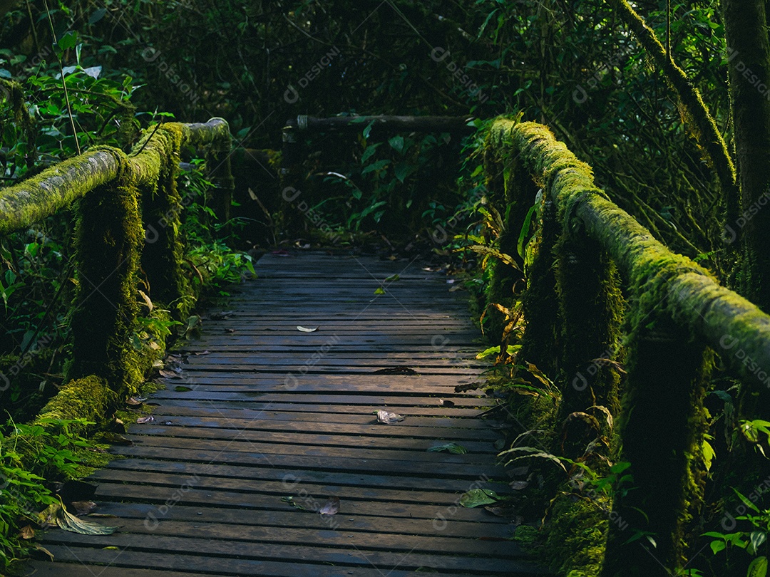Floresta tropical no Parque Nacional Doi Inthanon, Tailândia.