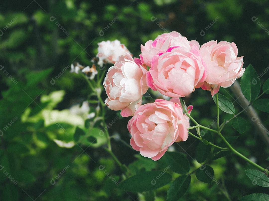 Linda rosa no jardim.