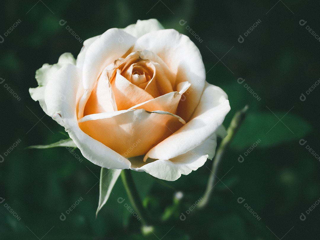 Linda rosa no jardim.