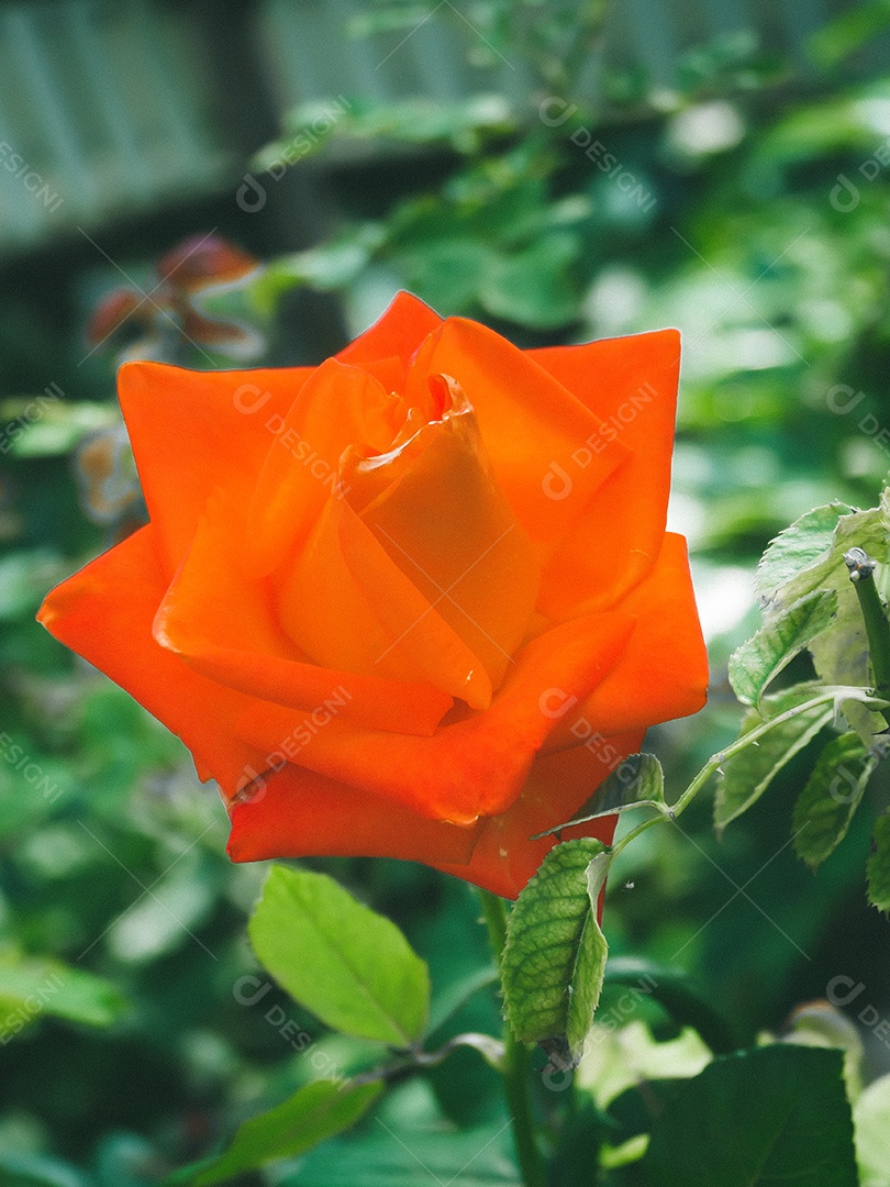 Linda rosa no jardim.