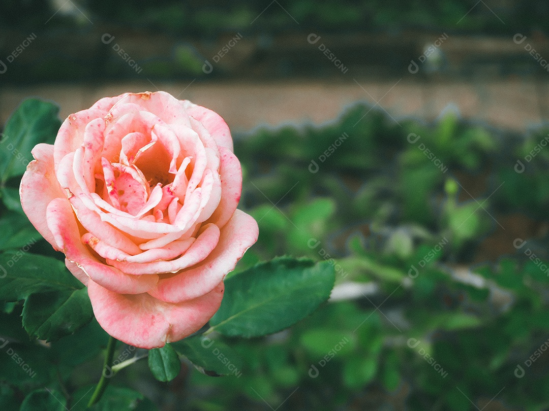 Linda rosa no jardim.